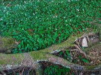 Baumwurzelverästelung mit Bärlauchfeld dahinter